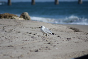 Seagull