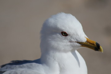 Seagull