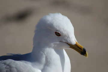 Seagull