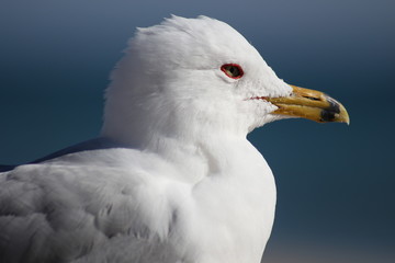 Seagull