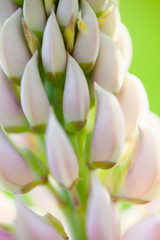 Lupin flowers (Lupinus)