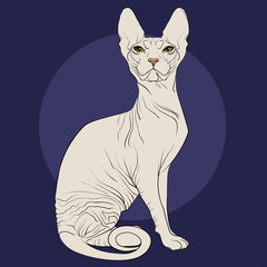 Cat of breed the Sphinx on a blue background