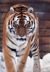 Fototapeta na wymiar Tiger angry looking at camera