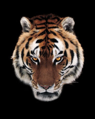 Fototapeta na wymiar Tiger face isolated at black