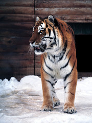 Tiger standing  full size