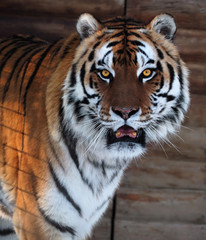 Tiger's face with opened mouth
