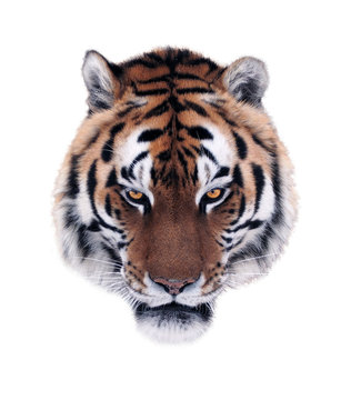 Tiger's angry face isolated at white