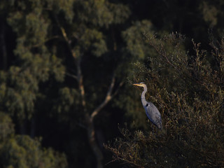 Grey Heron (Ardea cinerea), Crete