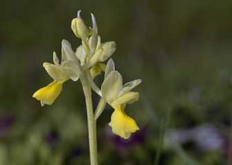 Fototapeta premium Sparse-flowered Orchid (Orchis pauciflora), Crete 