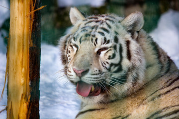 Closeup of tiger making bored face