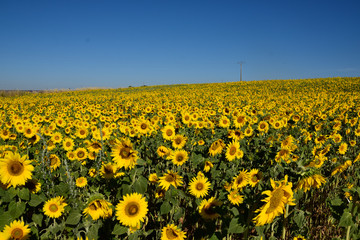 Fototapeta premium sunflower field in bloom on a sunny day