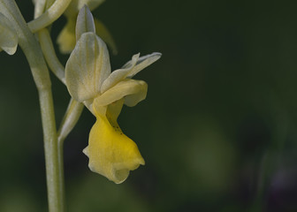 Sparse-flowered Orchid (Orchis pauciflora), Crete