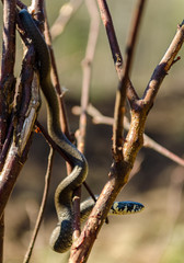 Small grass snake on branch