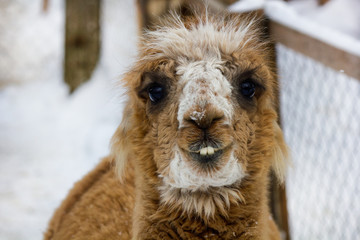 Lama face smiling with teeth