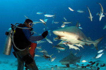 Obraz premium bull shark while shark feeding