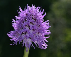 Orchis italica - Naked Man Orchid, Crete