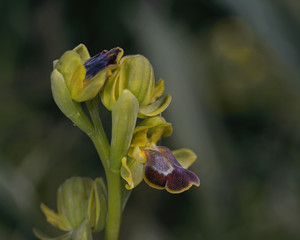 Ophrys creberrima, Crete