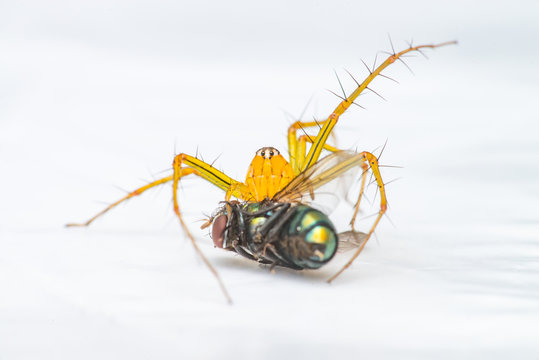 Yellow female Lean lynx spider, Oxyopes macilentus (Family: Araneae, subfamily: Oxyopidea) eating a Common green bottle fly, (Lucilia sericata) isolated with white background, predator and prey