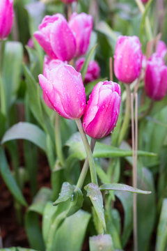 Flower tulips background. Beautiful