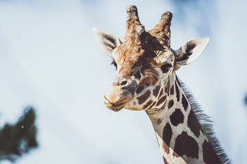 Portrait de girafe