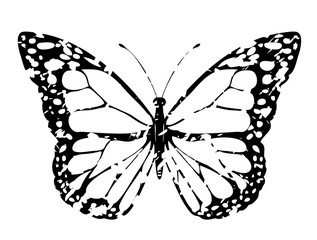 vector grunge butterfly