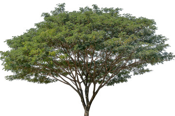 Big tree isolate photo on white background with path