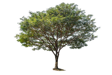 Big tree isolate photo on white background with path