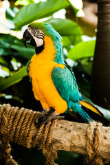 bird