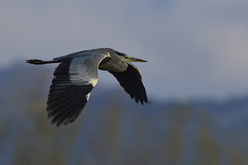 Grey Heron (Ardea cinerea), Crete