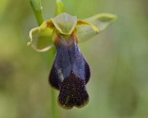 Ophrys kedra, Crete