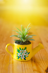 Cactus model for decorated on wooden table