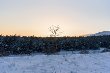 Fototapeta na wymiar Sunset winter lonely tree in front