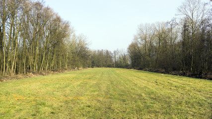 Fototapeta premium Meadow