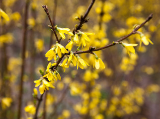 Forsythia yellow flowers