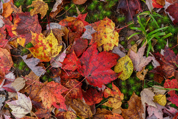 Vibrant Autumn Color on the Forest Floor