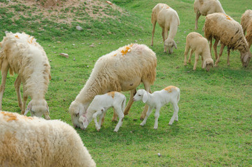 Fototapeta premium sheeps on field at Ninh Thuan province, Vietnam.