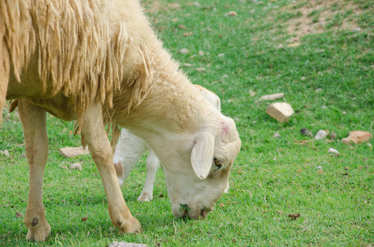 Sheep eating grass
