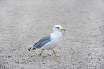 Seagull on shore