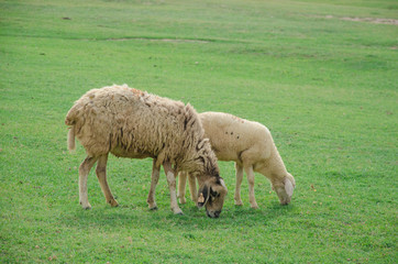 Sheep eating grass