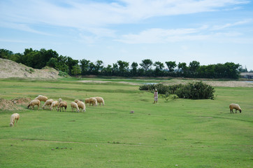 Obraz premium Sheep eating grass