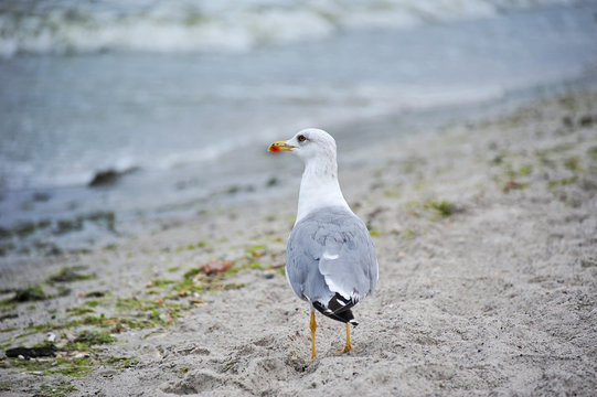 Seagull on shore