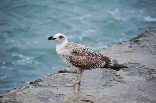Seagull on pier