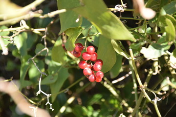 Red Fruit