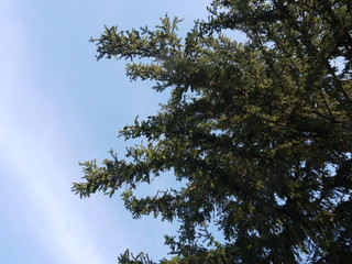 Needle Branches against the sky