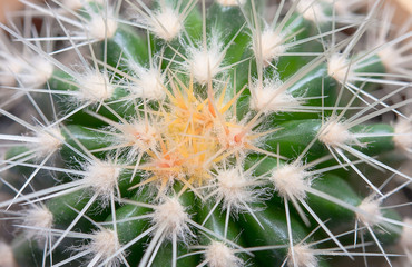 cactus texture