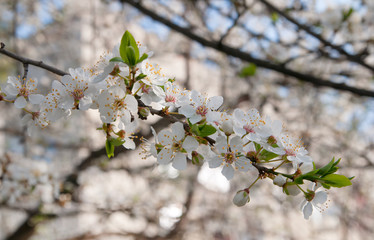flowering of cherry