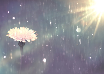 Dandelion Flower in the rain, close up. white Flower background © André Cecim