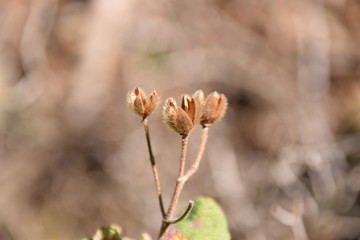 Plants