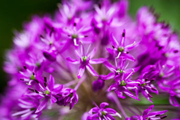 Fototapeta na wymiar Blooming ornamental onion (Allium)