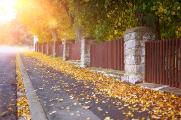 Fall Leaves at Road in Autumn Time